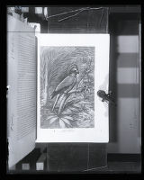 Parrot Hawk, illustration from "Birds of the World"