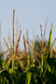 Corn tassels at the University of Minnesota, West Central Research and Outreach Center, Morris, Minnesota.