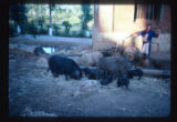 Near Stone Forest 70 miles south of Kunming. Agricultural village of minority Sani people.