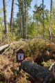 Blow down of old red and white pines on the Chippewa National Forest, Minnesota, in July, 2012.
