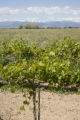 Colorado vineyard growing University of MInnesota grape varieties.