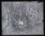 Nest and eggs of Florida Gallinule