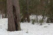 Fire scar on red pine and pine needles, bark and other forest litter on top of snow near the end of winter. Cloquet Forestry Center of the University of Minnesota.
