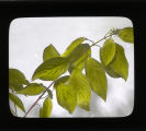 Cornus leaf