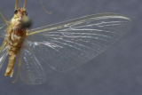 Potamanthidae Anthopotamus sp.