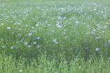 Flax.