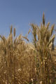 Norden' wheat