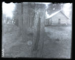 Record tree and cabin at De Soto Lake