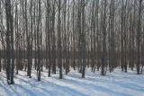 Hybrid aspen, Kandiyohi County, Minnesota, in March.