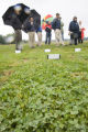 Turf grass research on St. Paul Campus, University of Minnesota.