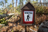 Blow down of old red and white pines on the Chippewa National Forest, Minnesota, in July, 2012.