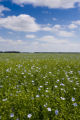 Flax field near Roseau, Minnesota.