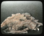 Polyporus versicolor (Trametes versicolor)