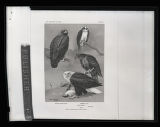 Golden and Bald Eagles, Osprey, illustration, plate 17 in Birds of Minnesota