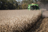 Combine harvesting corn at the University of Minnesota, Rosemount Research and Outreach Center.