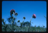 Thistles beside road