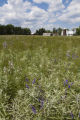 Potential alternative legume crops being investigated by University of Minnesota researchers.