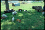 Sows and piglets on pasture