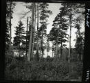 East arm of Lake Itasca