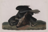 Plate 106 (Plate CVI), Black Vulture or Carrion Crow