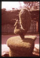Plant and man slides Lectures 28-30. Juniper Tree, India