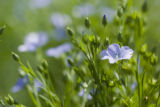 Organic grown flax at University of Minnesota test plots in Polk County, Minnesota.