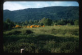 Scotch broom and evergreen blackberry and bracken fern on abandoned field