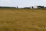 Kentucky bluegrass, University of Minnesota research near Roseau, Minnesota at the Magnuson Research Farm.