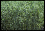 Field peas.