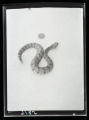 Timber Rattler, Crotalus horridus, one day old