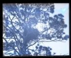 Eagles Nest