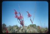 Coral Bean (Erythrina herbacea)
