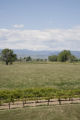 Colorado vineyard growing University of MInnesota grape varieties.