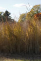 Cordgrass plots in mid-October.