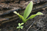 Bluebead lily (clintonia). bunchberry and rotten log on charred forest floor a year after July, 2006, Cavity Lake Fire by Sea Gull Lake.