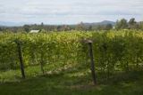 Lincoln Peak Vineyard and Winery, New Haven, Vermont.