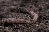 Earth worms. Earth worms.