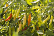 Evaluating pepper varieties for use in food safety and nutrition.