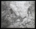 Ruffed Grouse nest