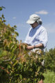 Lois Braun, hazel shrub breeding, reproduction and nut production.