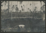View of a logged area in Todd County
