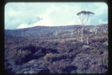 Near Hobart, Burned vegetation