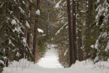 Cloquet Forestry Center of the University of Minnesota.