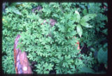 One of several Selaginella spp. beside stairs from Mess Hall to Rio Puerto Viejo dock. United States Penny scale.