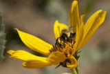 Perennial sunflowers of Michael (Mikey) Kantor, in breeding plots on the University of Minnesota's St. Paul campus.