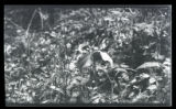 Nodding Trillium, Trillium cernuum