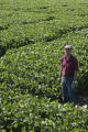 Soybean plots of University of Minnesota soybean researcher Seth Naeve for soybean production research.