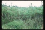 Marshes adjacent to the La Venta archaeological zone in Northwest Tabasco state, Mexico. Note Cyperus giganteus similar to Cyperus Papyrus