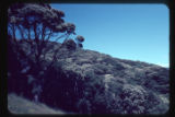 Manuka (Leptospermum scoparium) in bloom on north facing hillside on road to Lebon Bay, Banks Peninsula