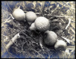 Lycoperdon pyriforme